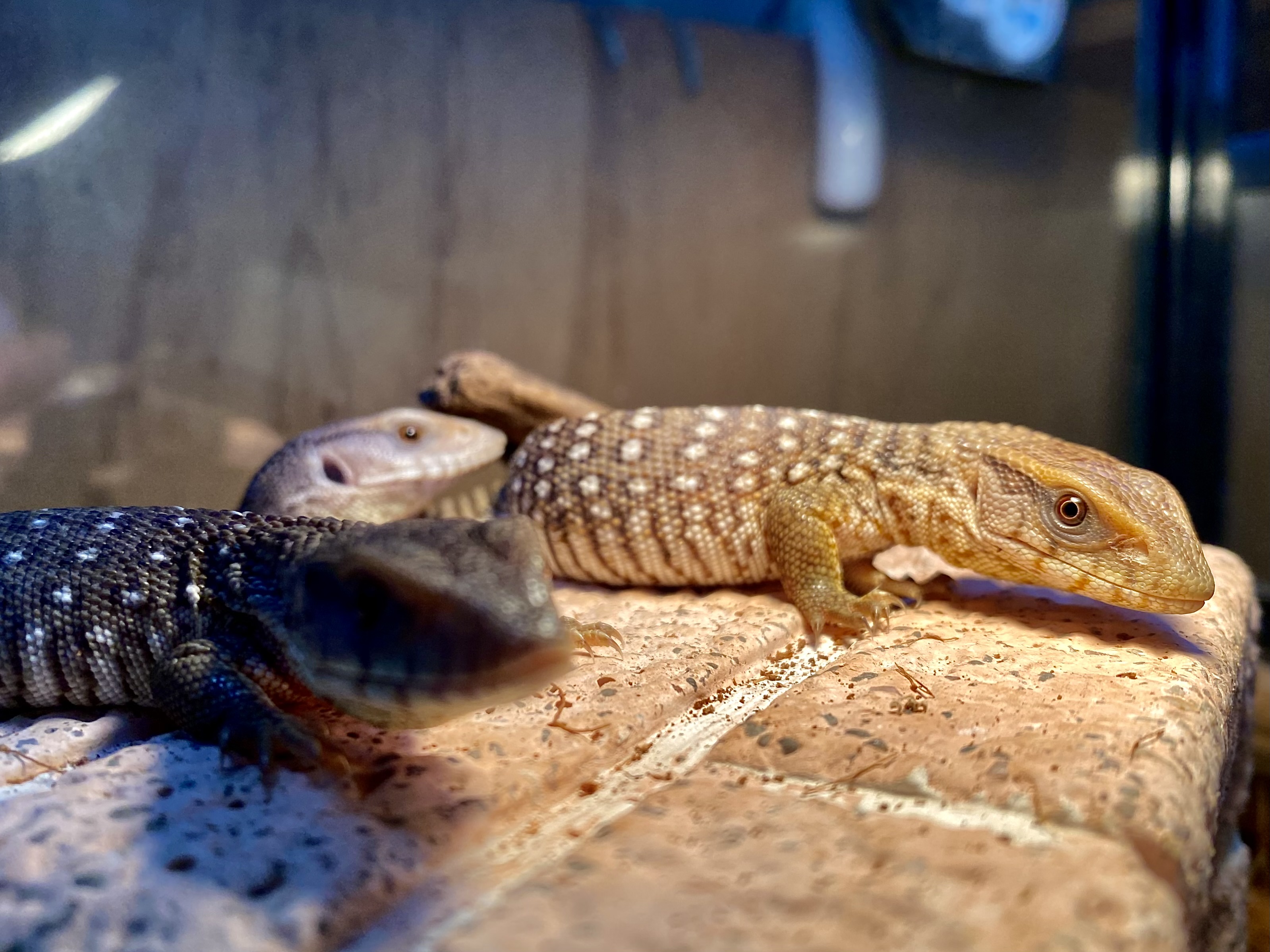 サバンナモニター