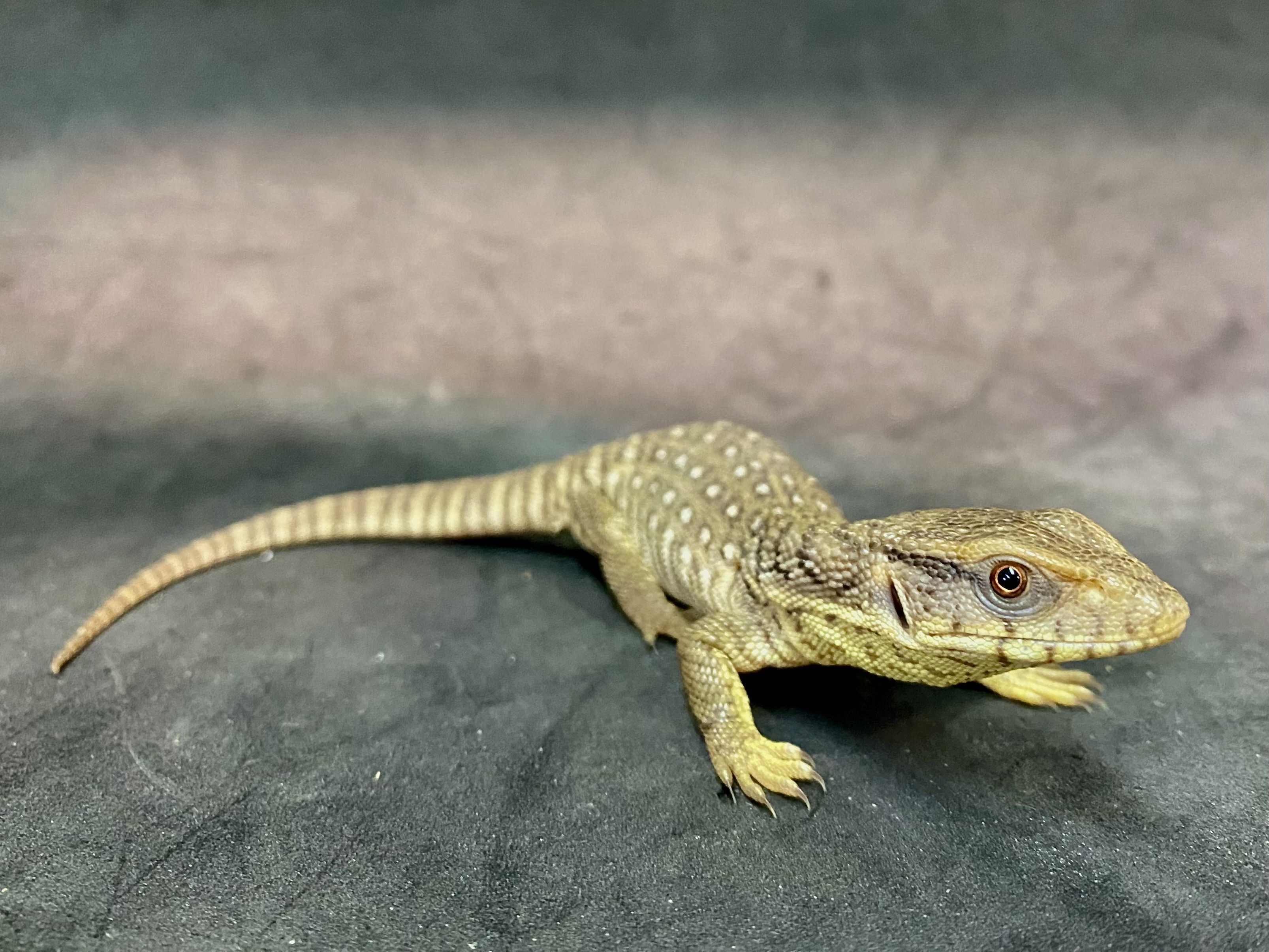 サバンナモニター