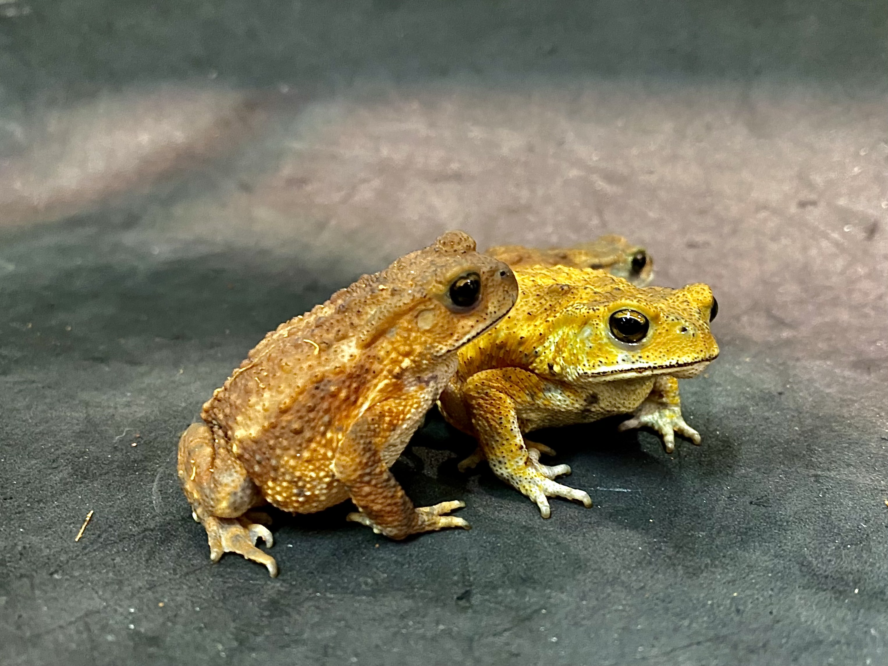 ミヤコヒキガエル