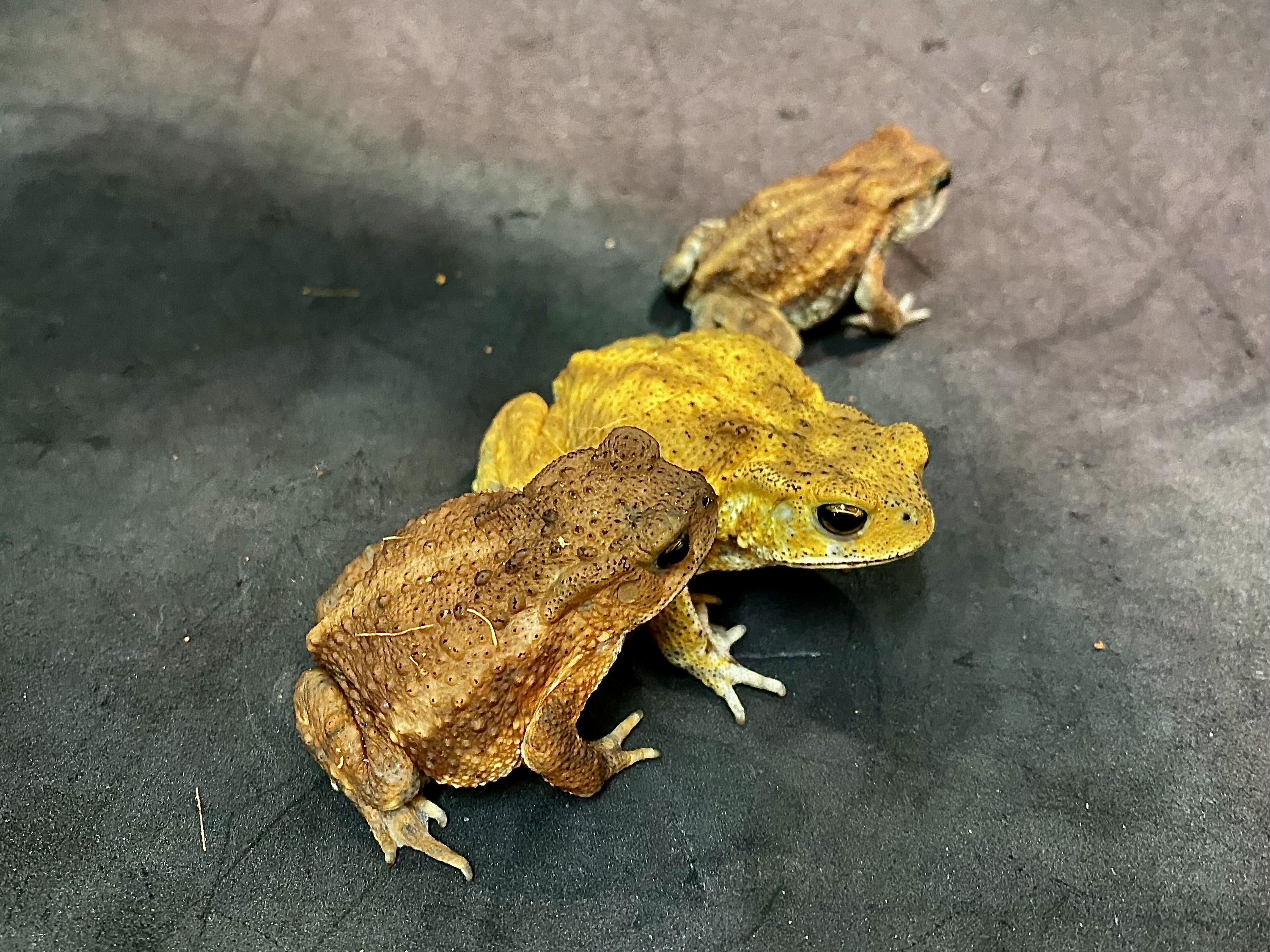 ミヤコヒキガエル