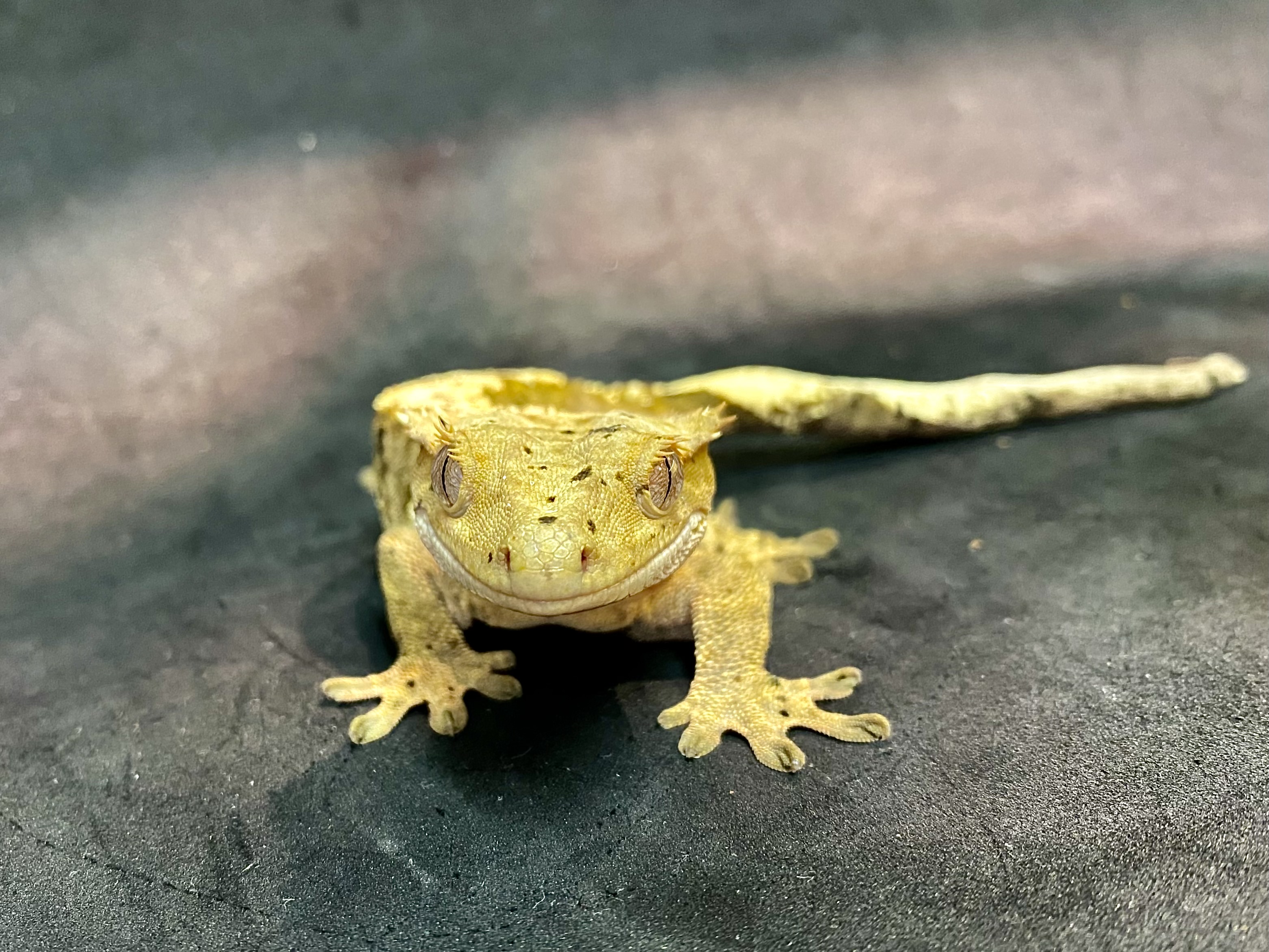 クレステッドゲッコー