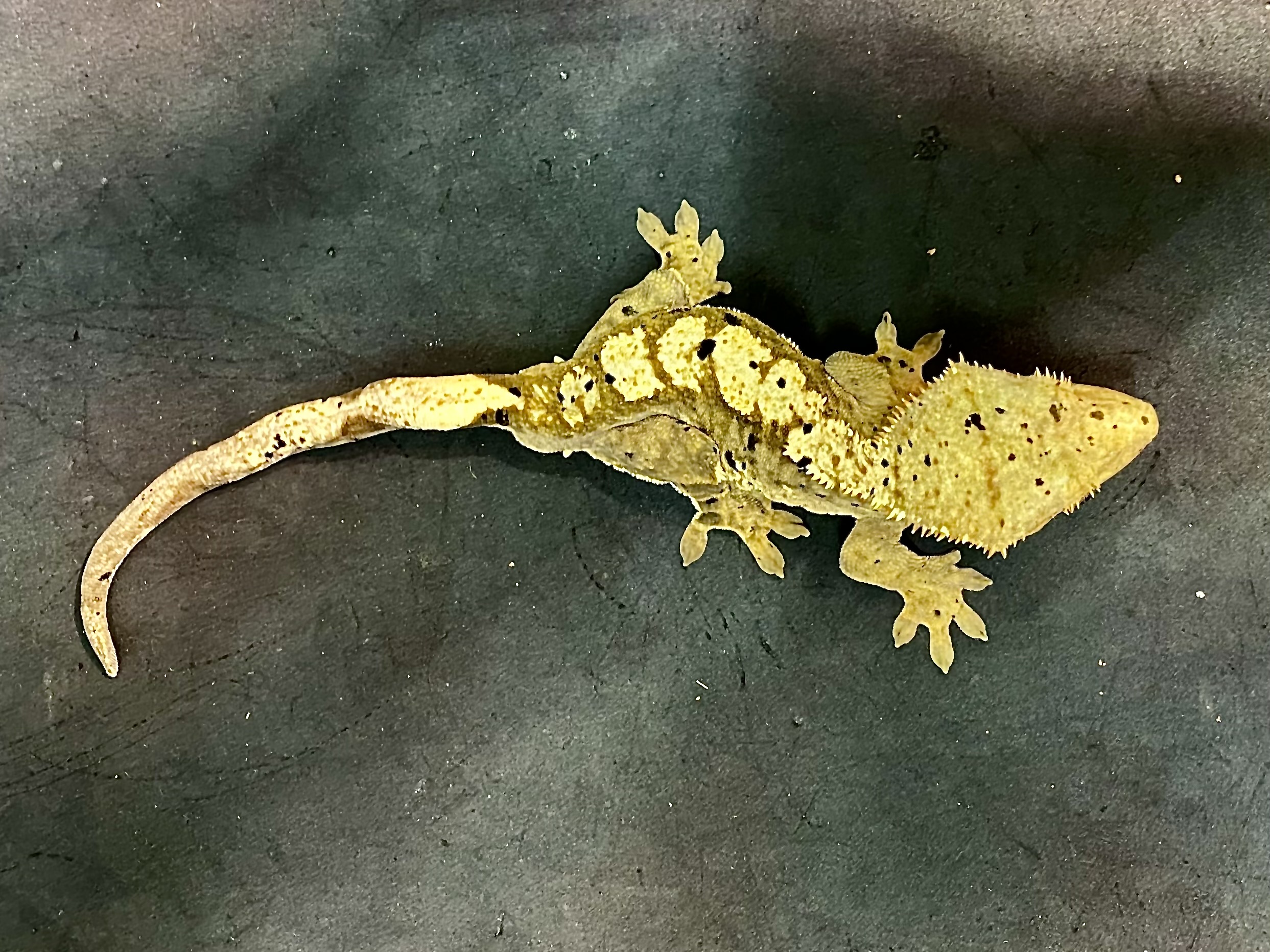 オウカンミカドヤモリ