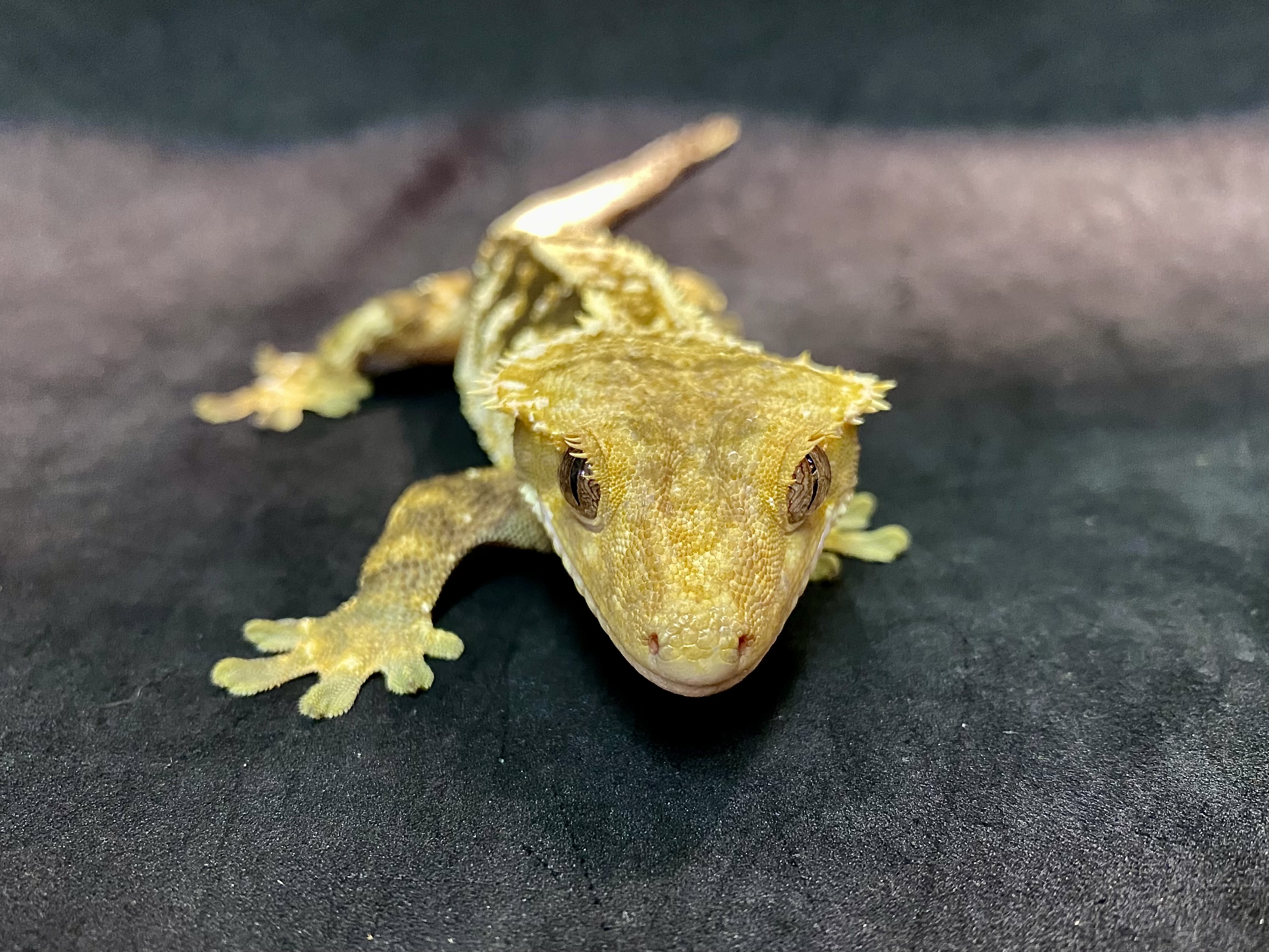 クレステッドゲッコー