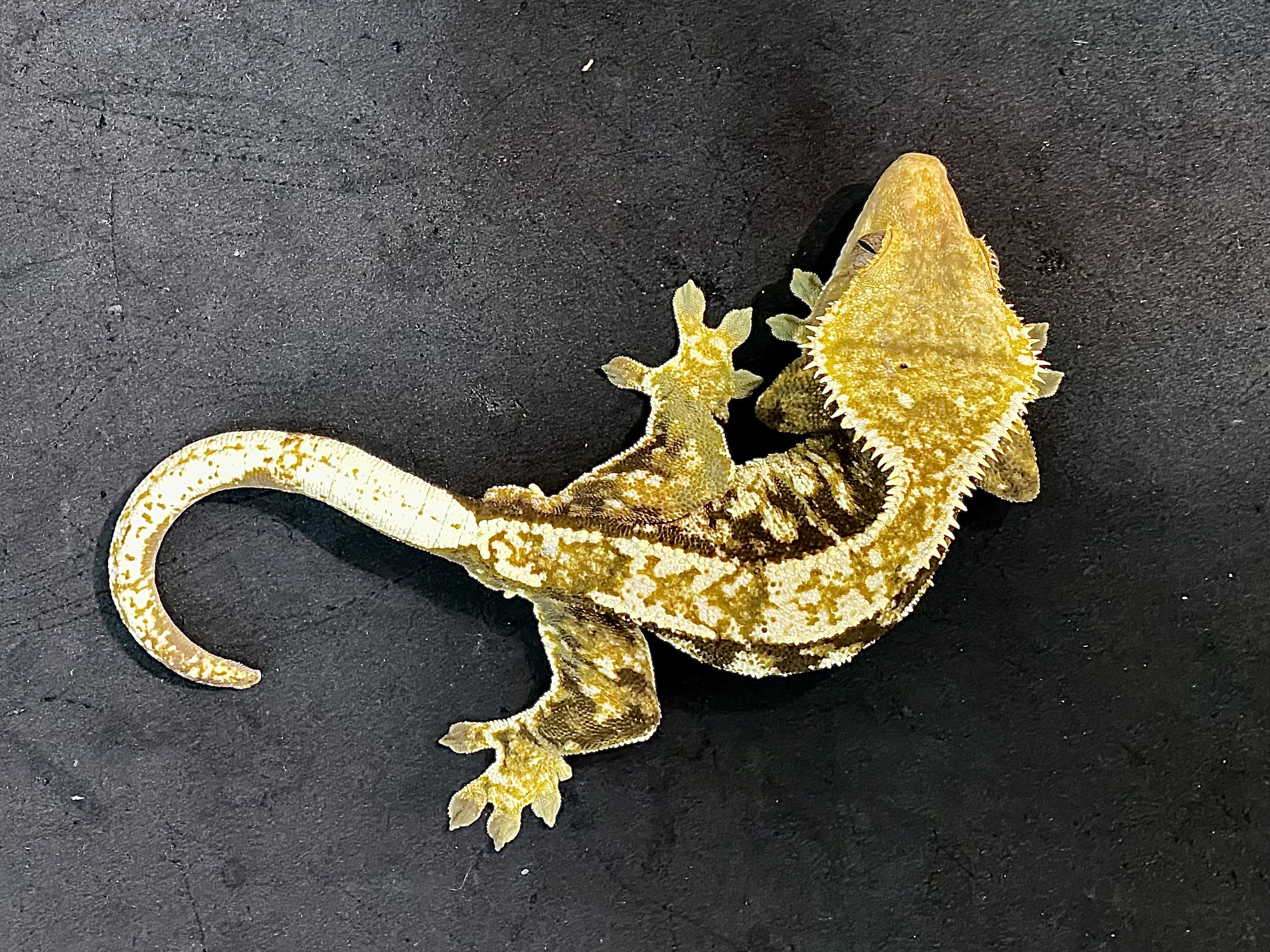 オウカンミカドヤモリ