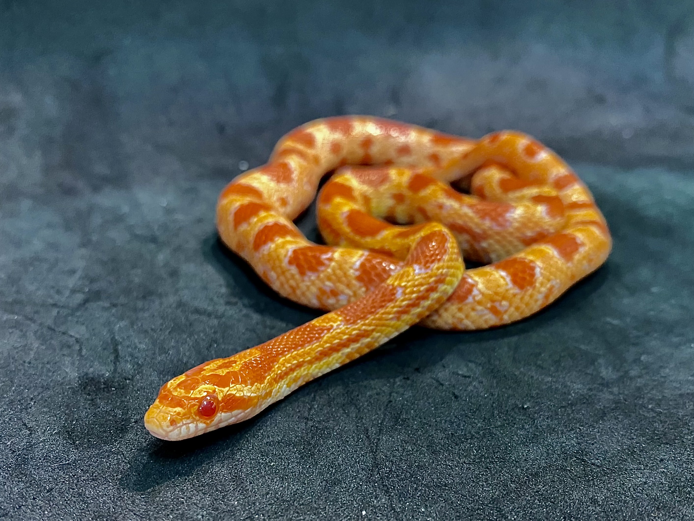 コーンスネーク