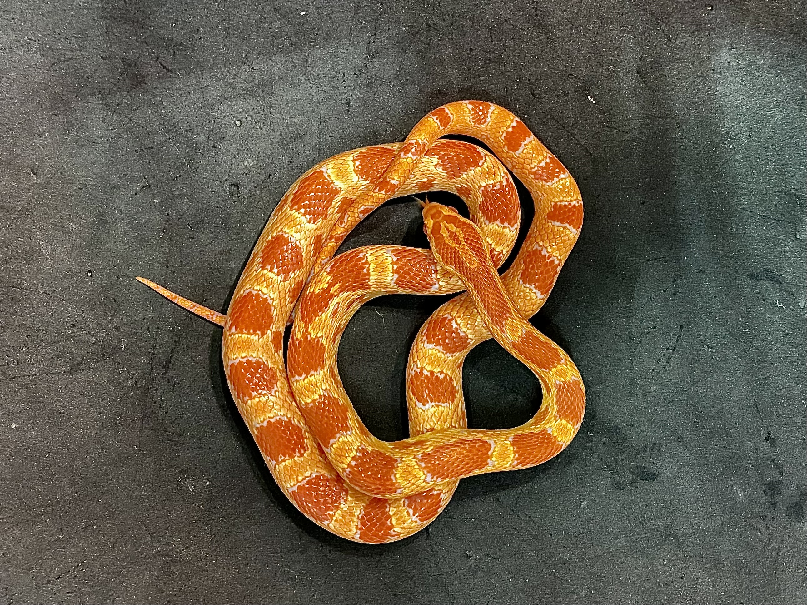 コーンスネーク