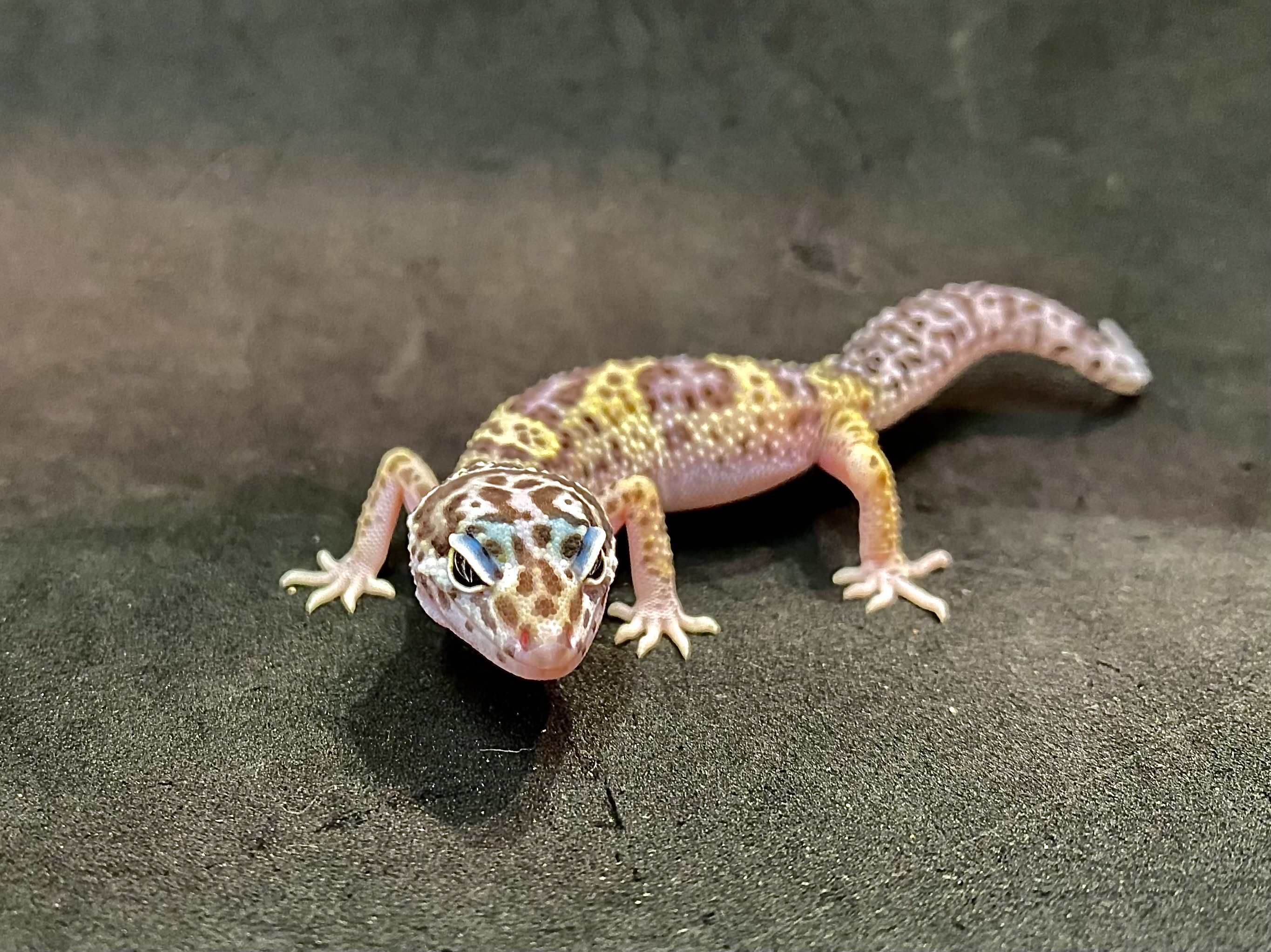 ヒョウモントカゲモドキ | 横浜爬虫類専門店アクアマイティー