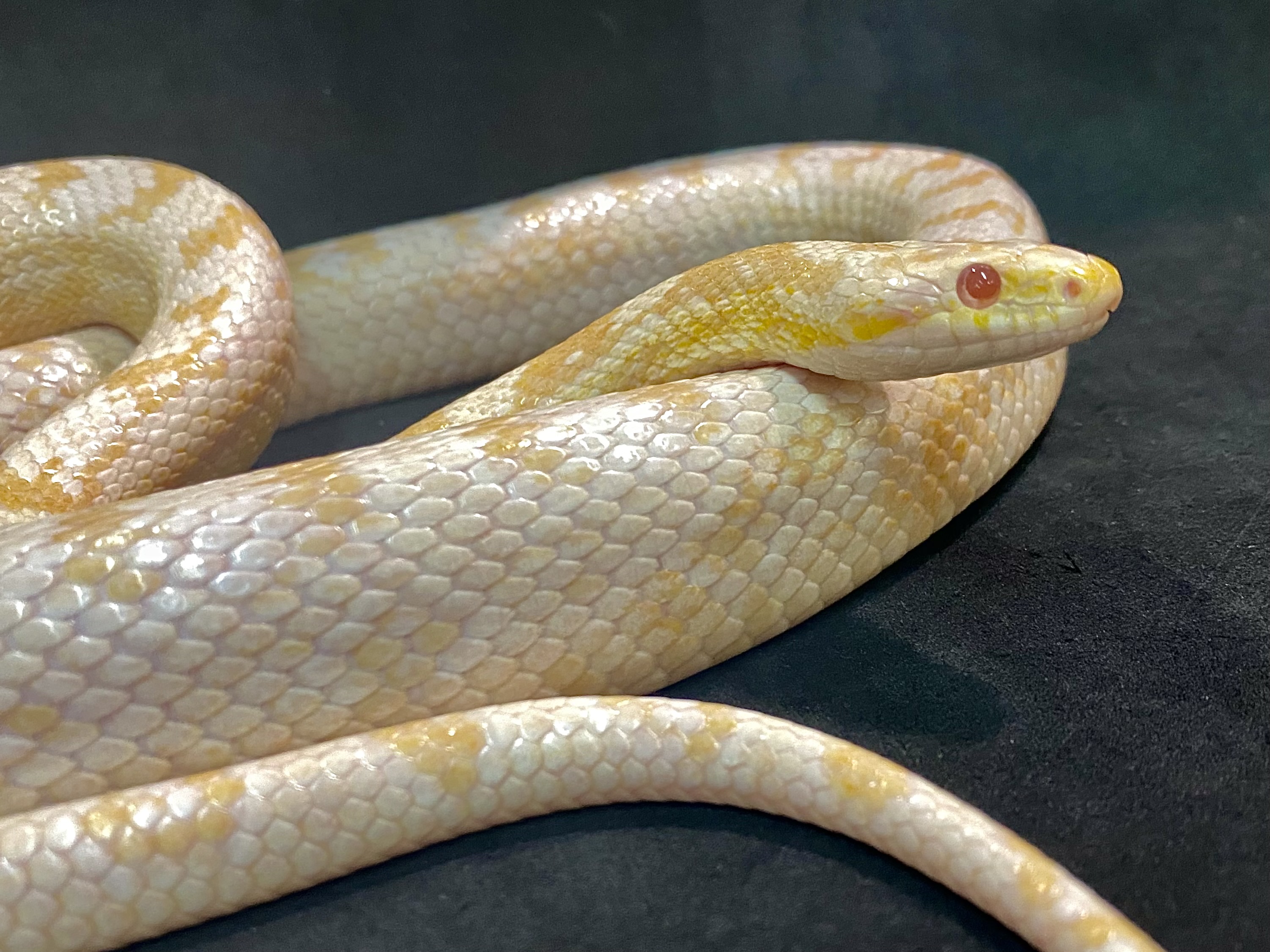 ヘビ｜横浜爬虫類専門店アクアマイティー