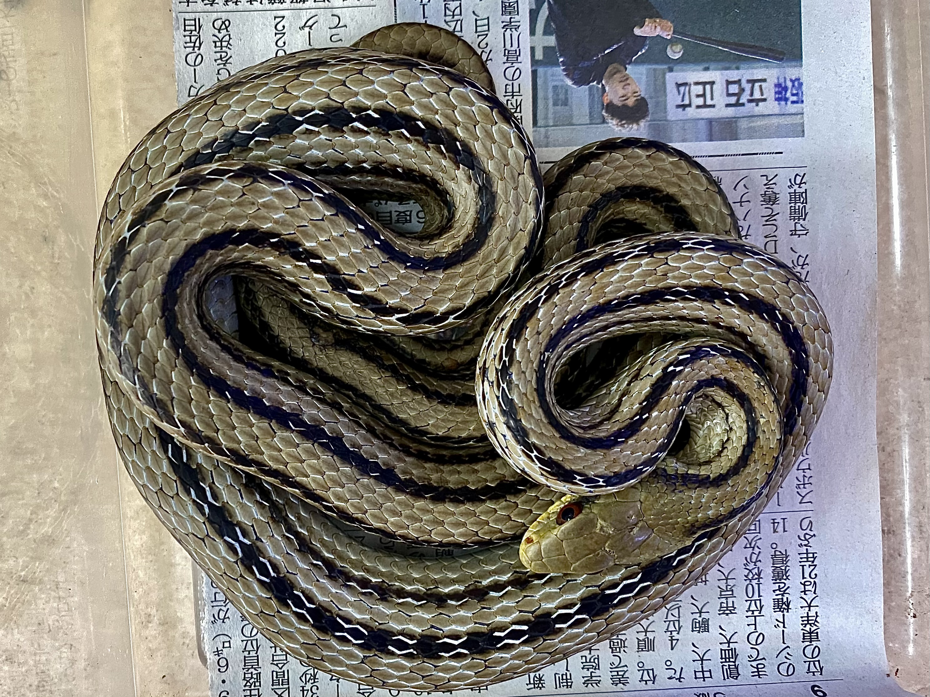 シマヘビ