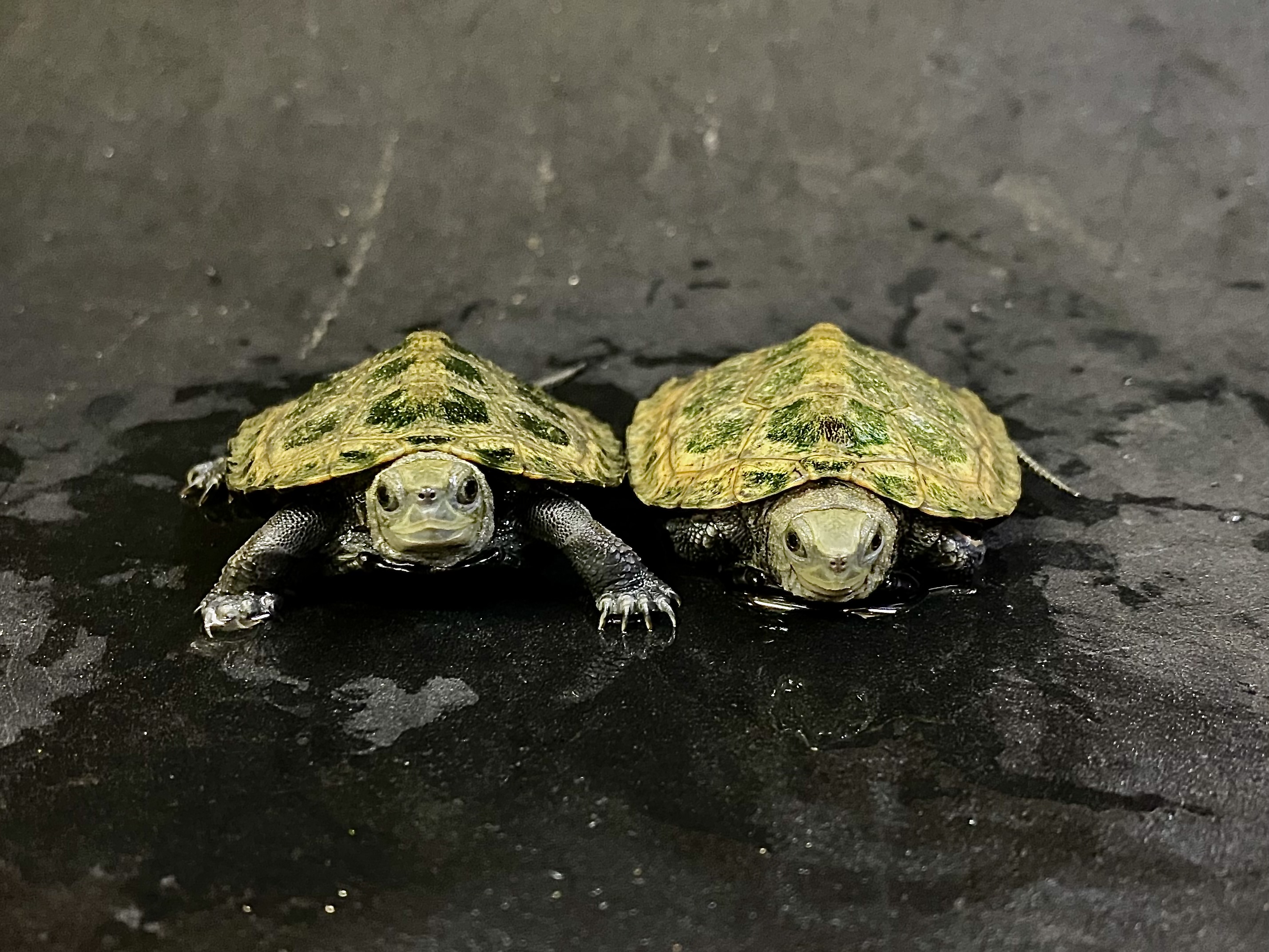 イシガメ