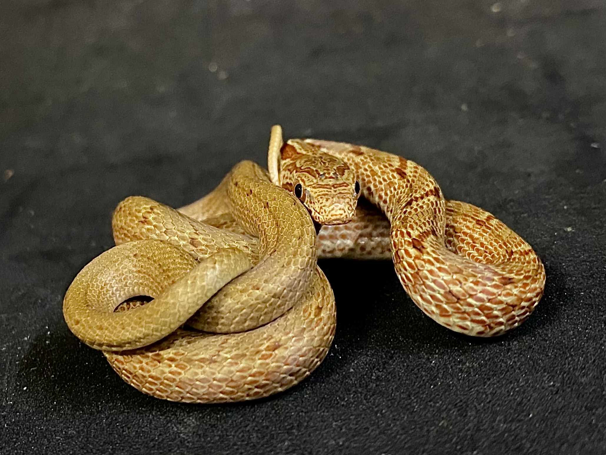 シマヘビ
