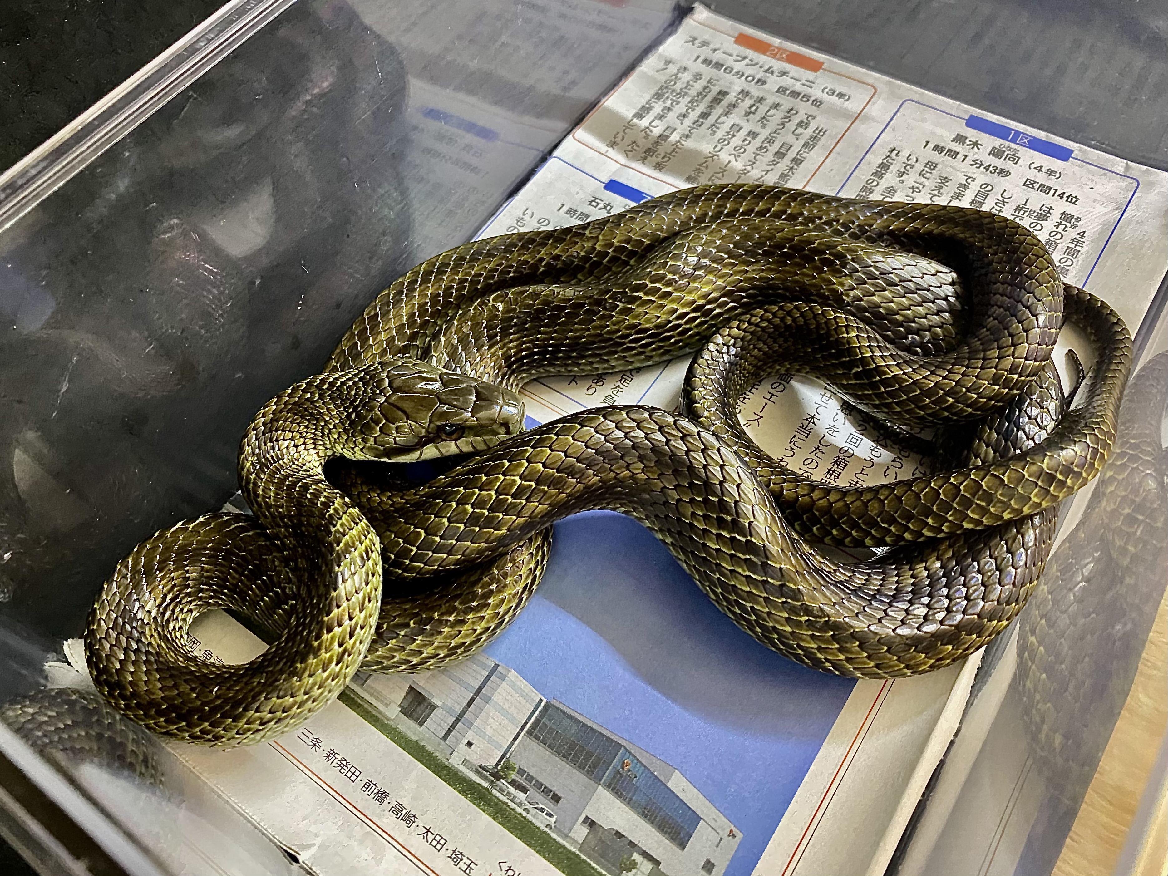 アオダイショウ