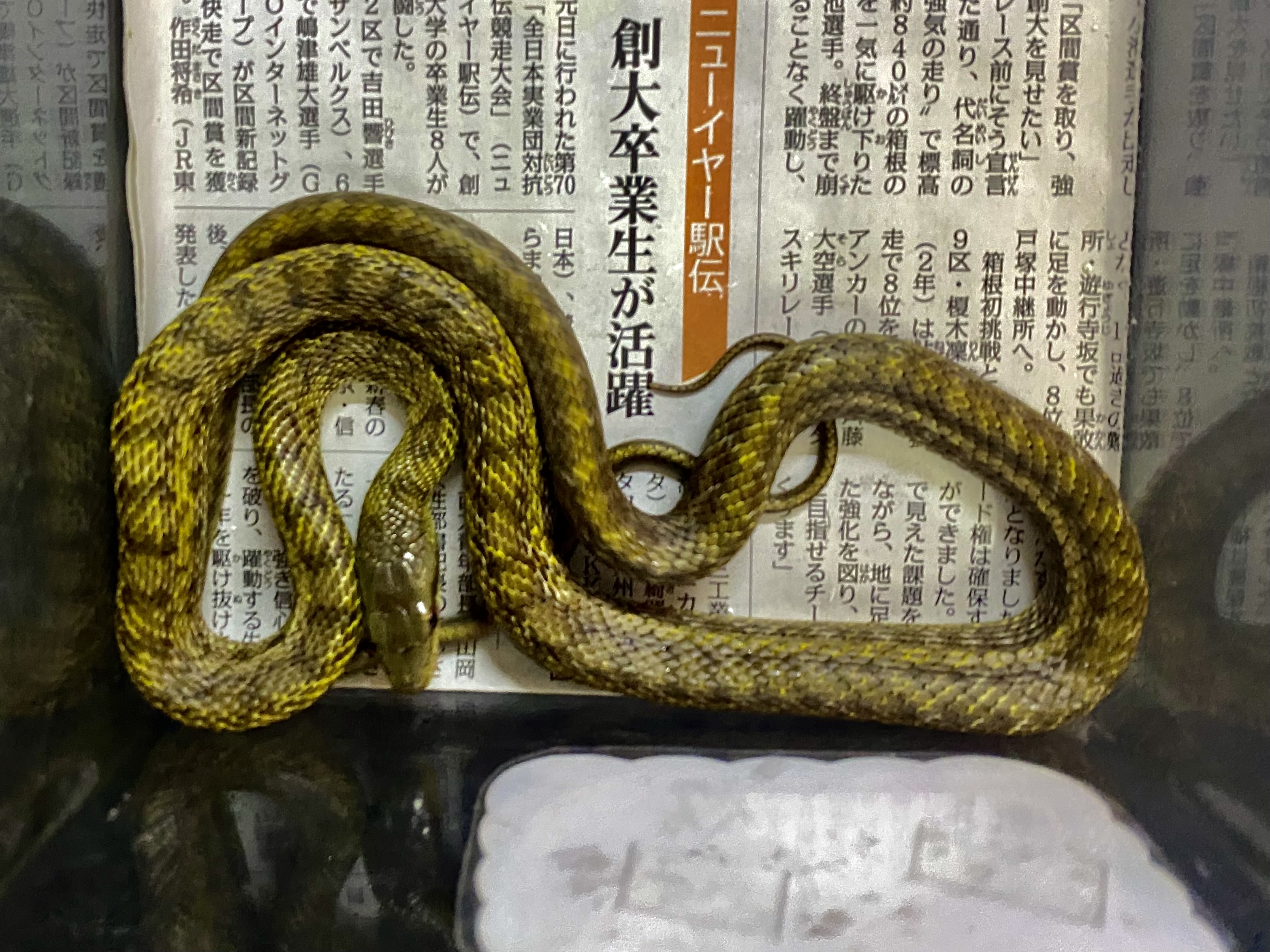 アオダイショウ