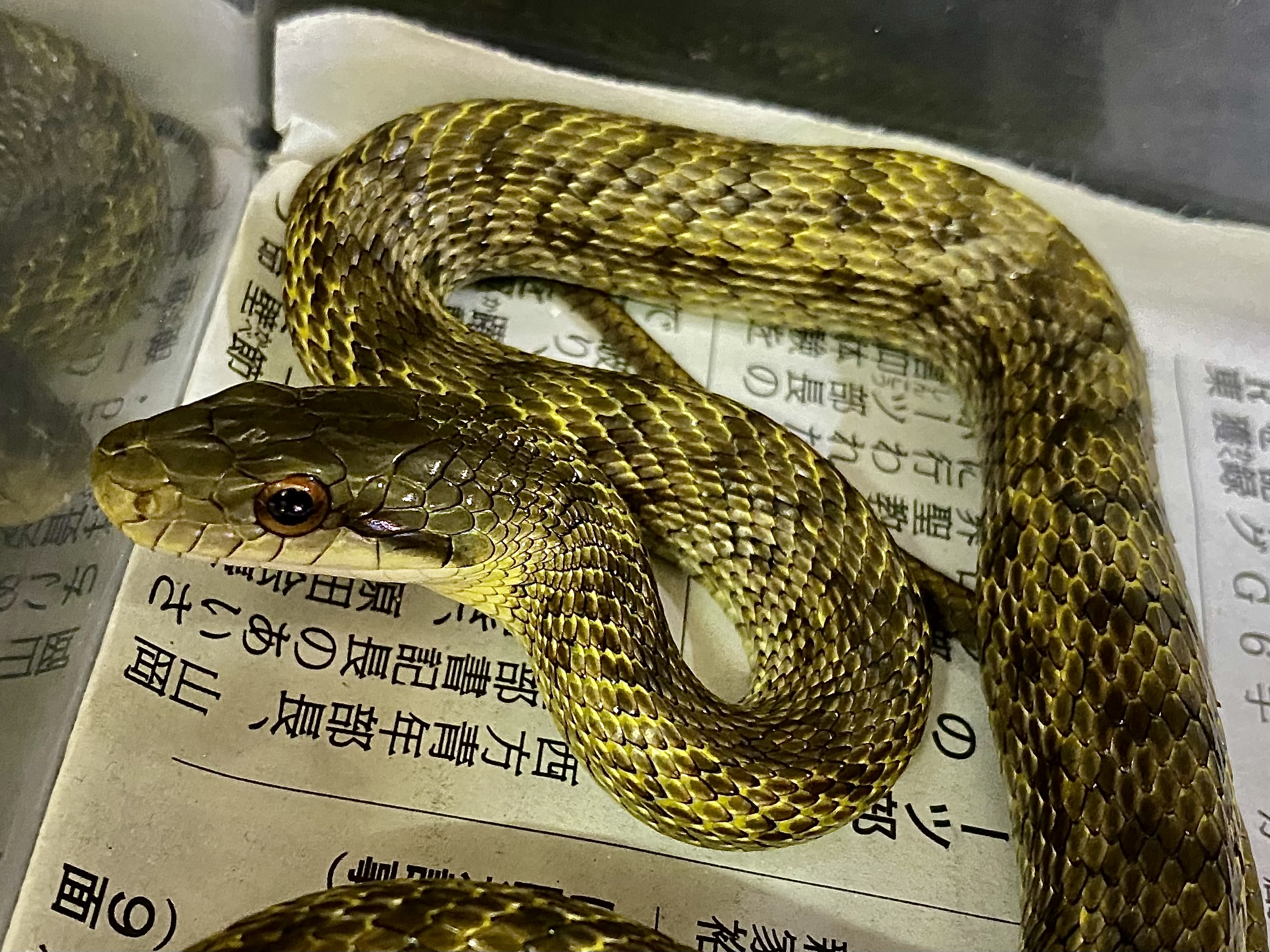 アオダイショウ
