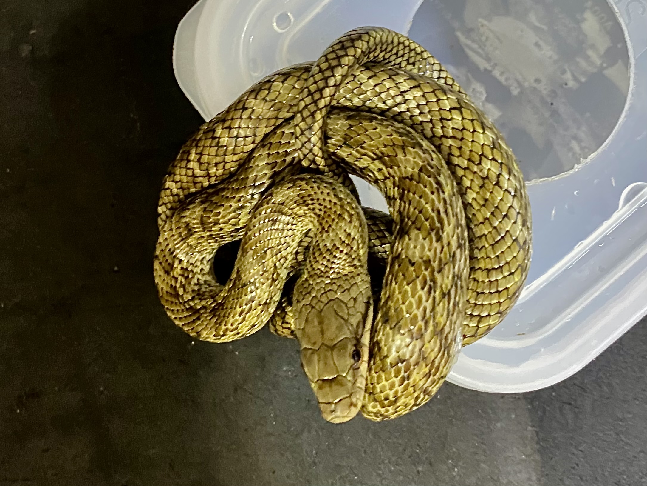 アオダイショウ