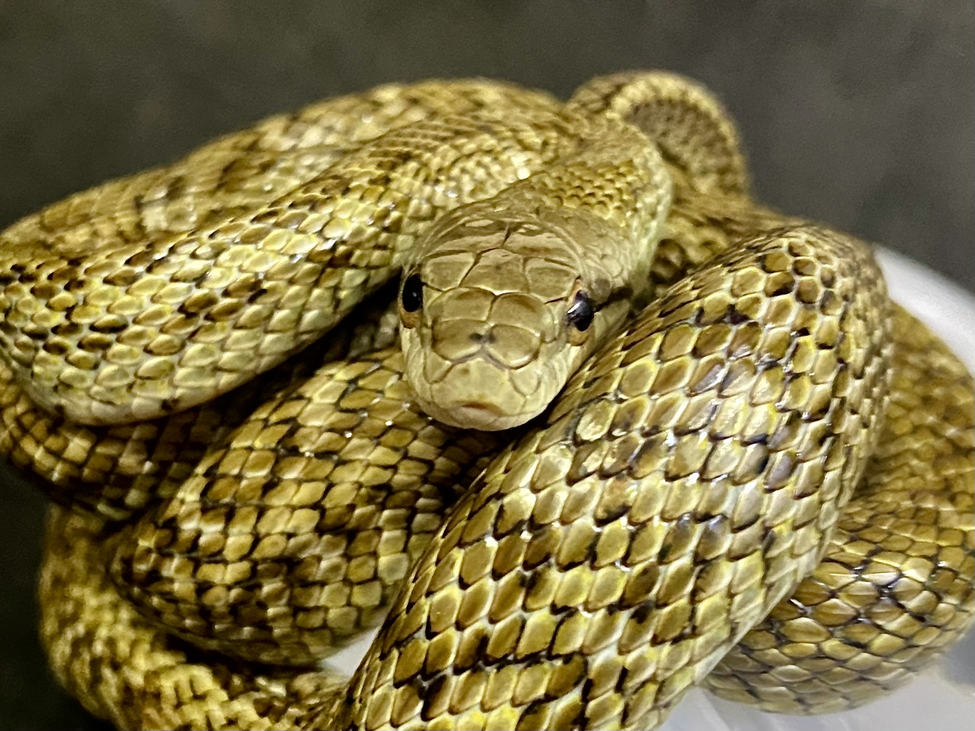 アオダイショウ