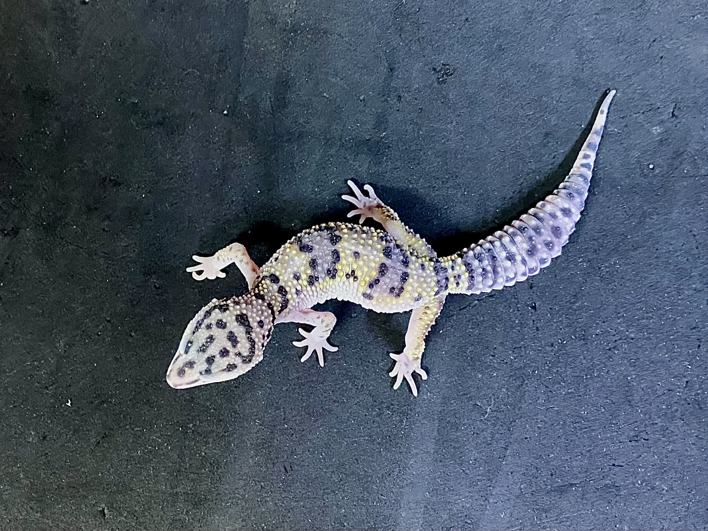 ハイイエロー