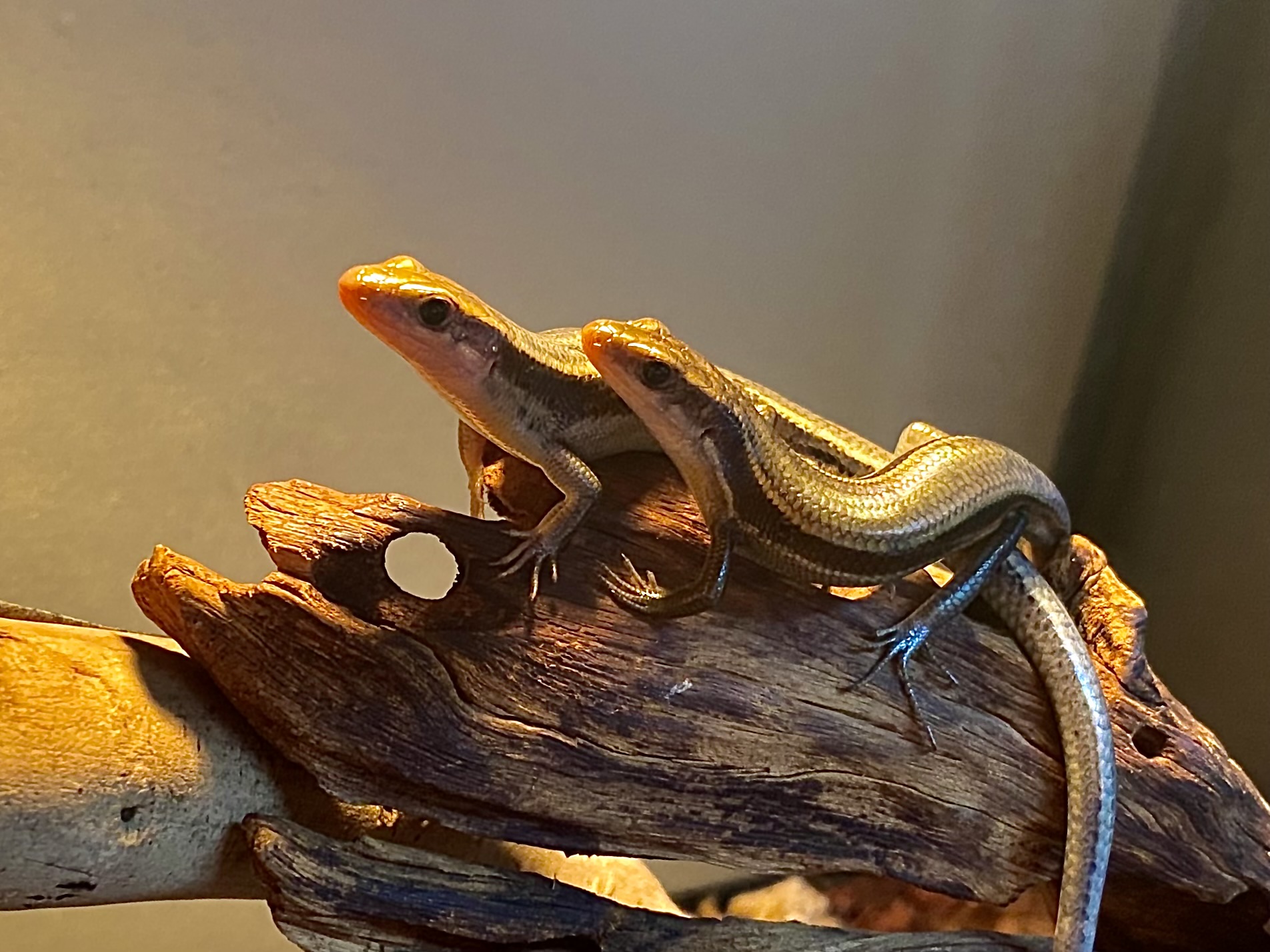 ヒガシニホントカゲ