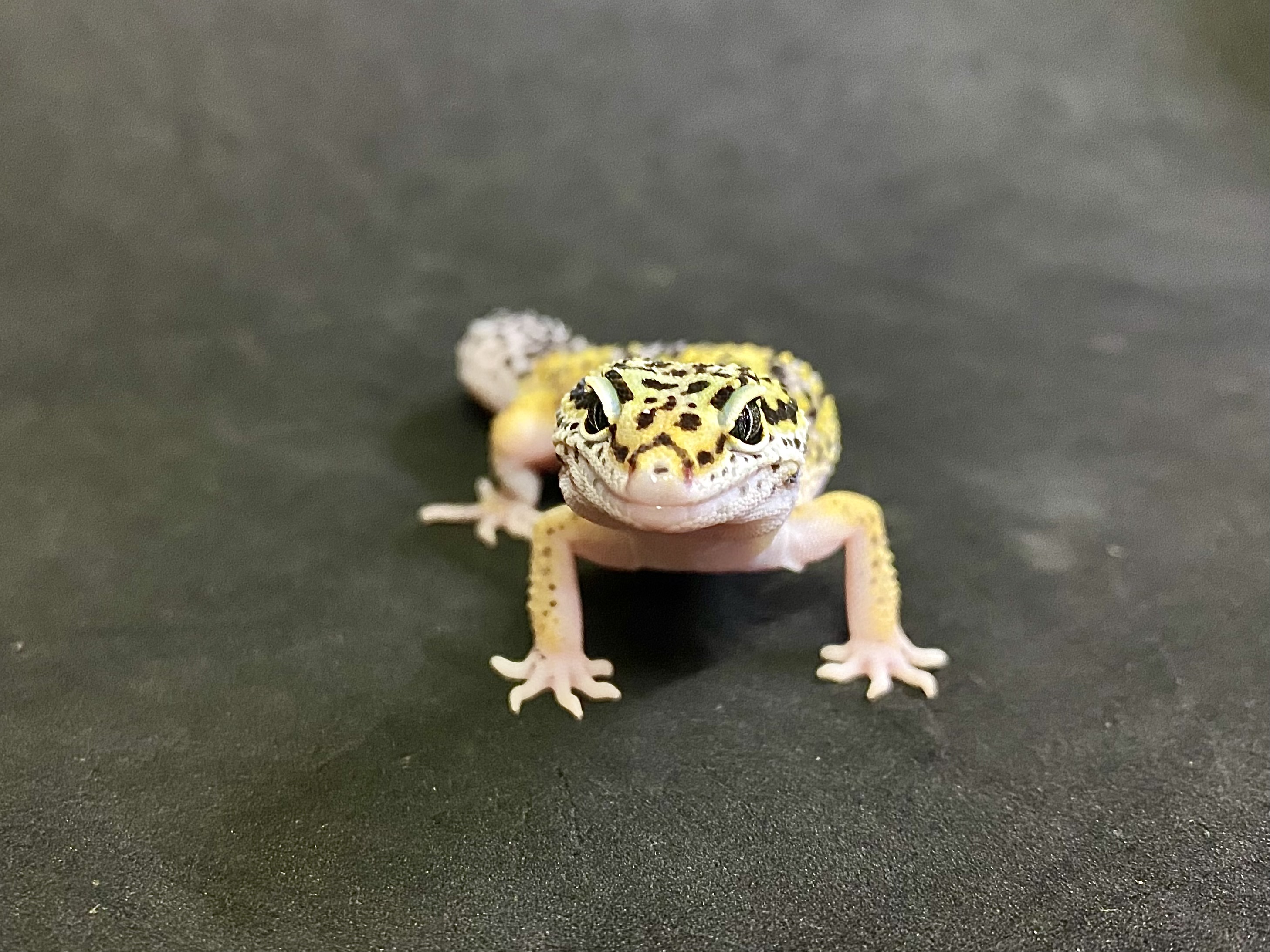 ハイイエロー