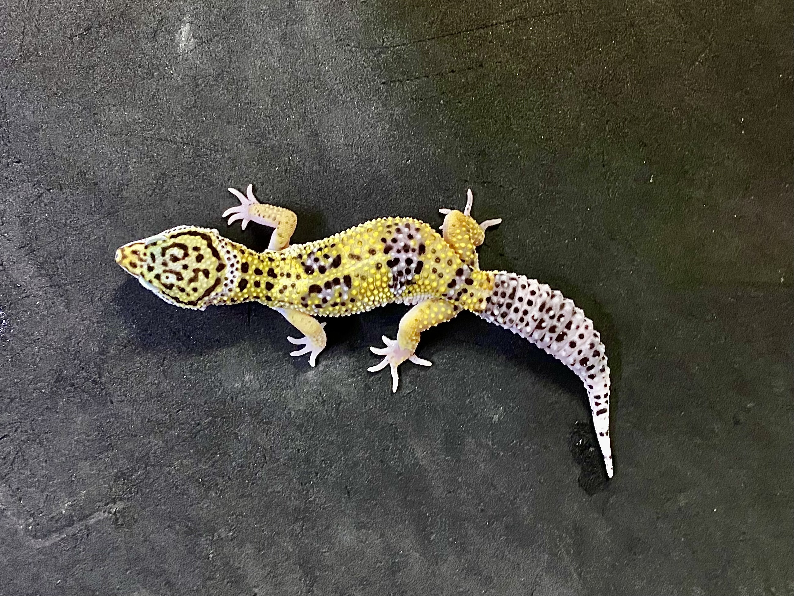 ハイイエロー