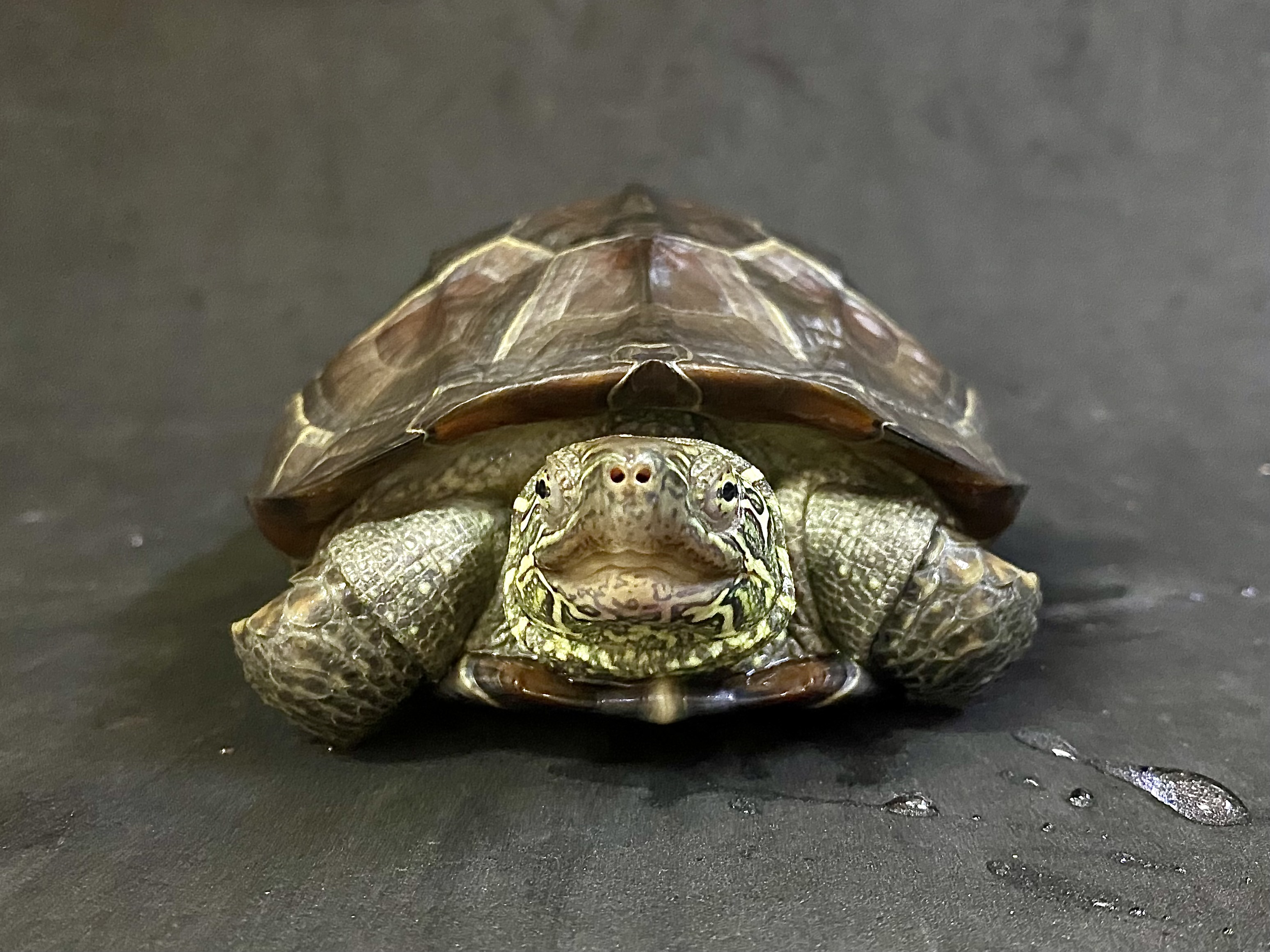 クサガメ