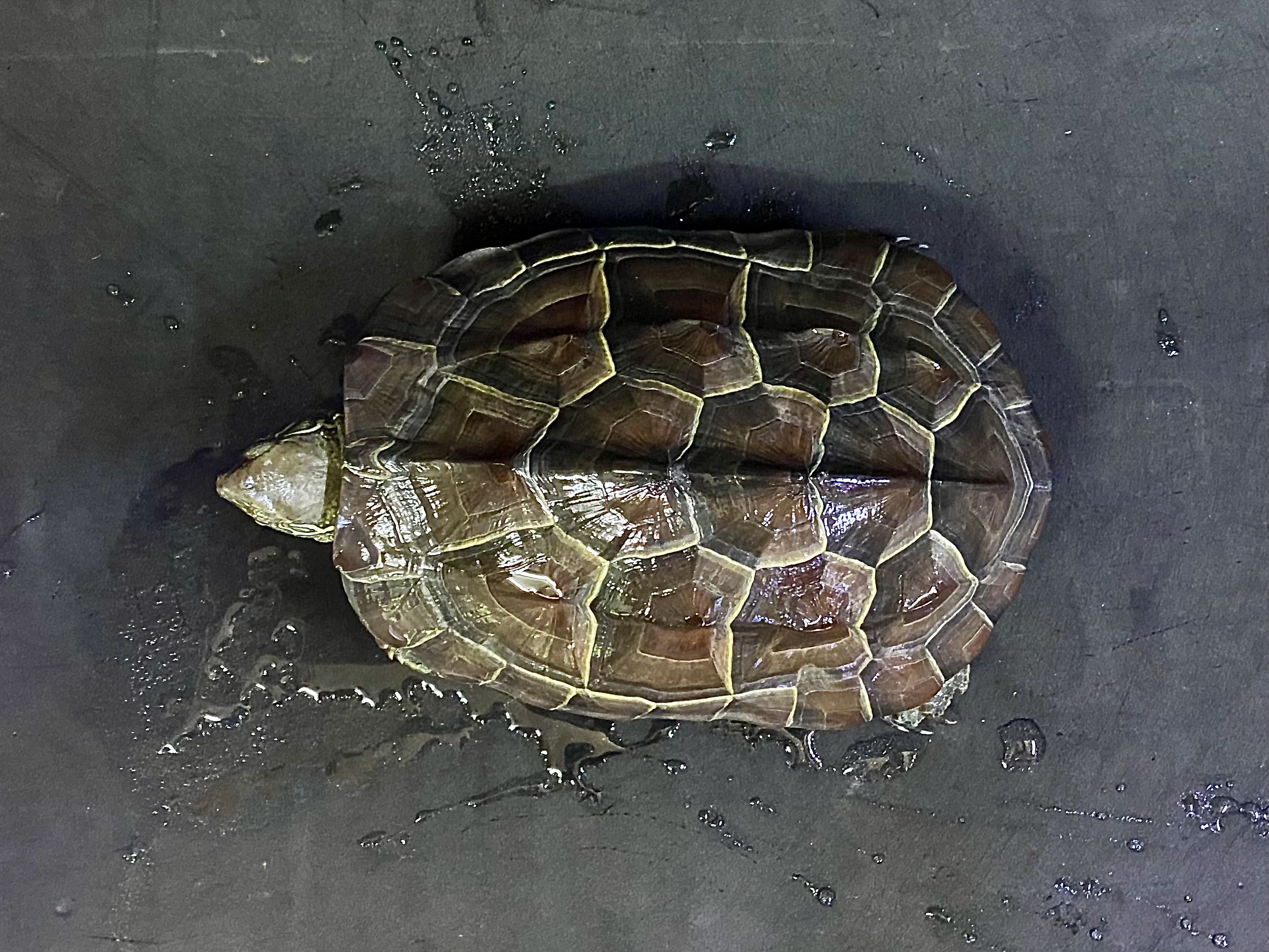 クサガメ