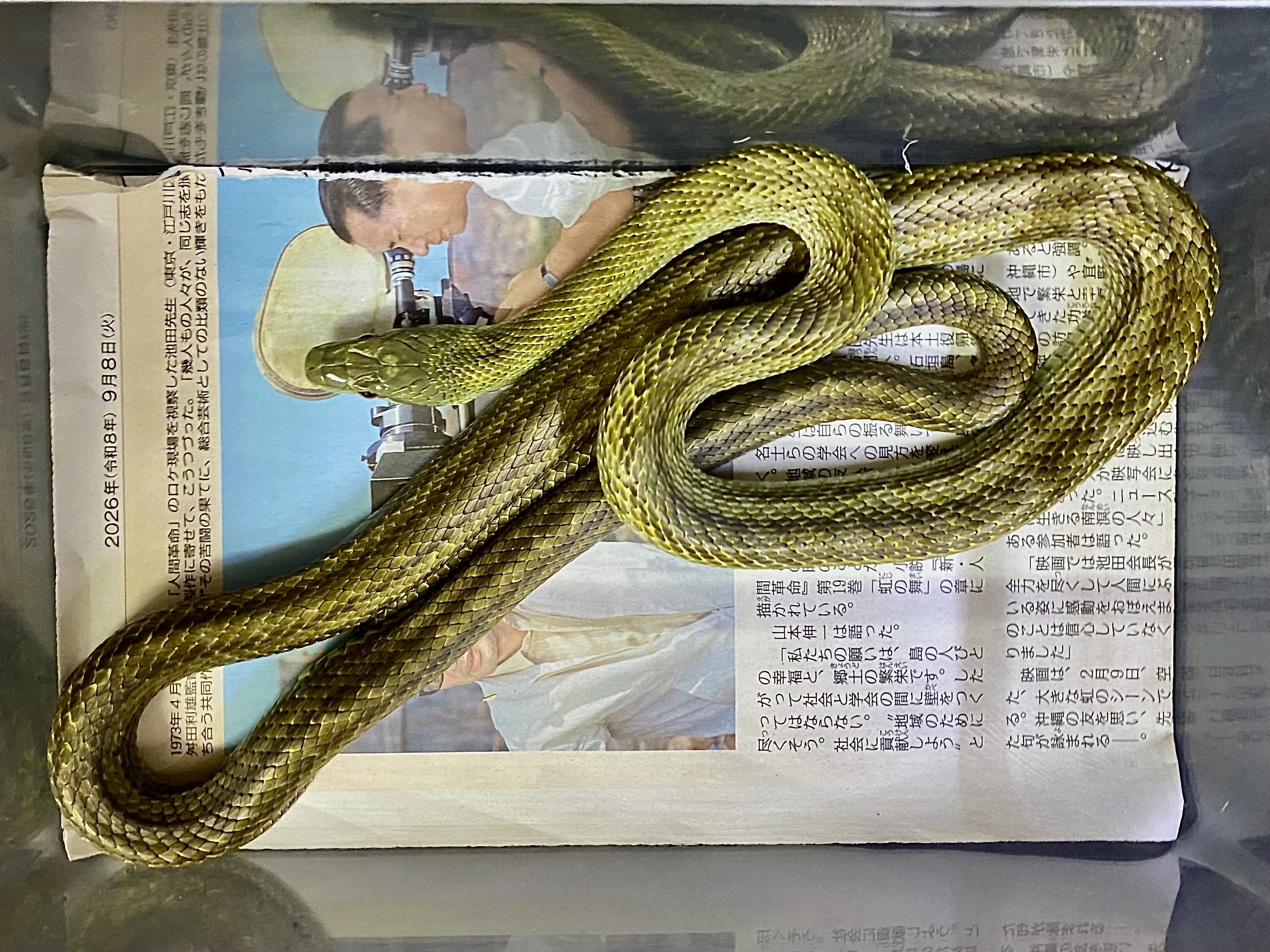 アオダイショウ